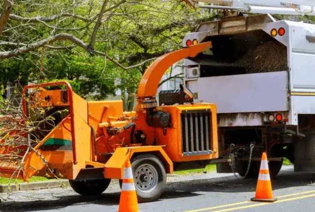 tree removal pinellas