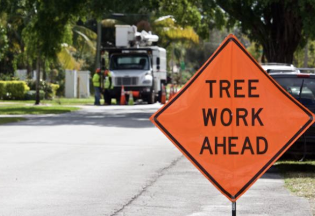 tree removal pine;;as fl