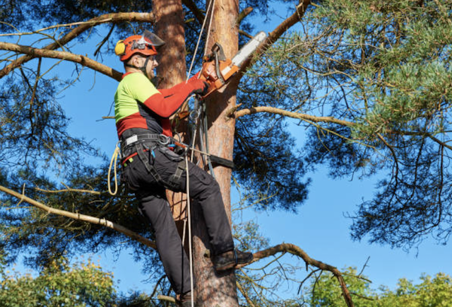 tree pruning pinellas