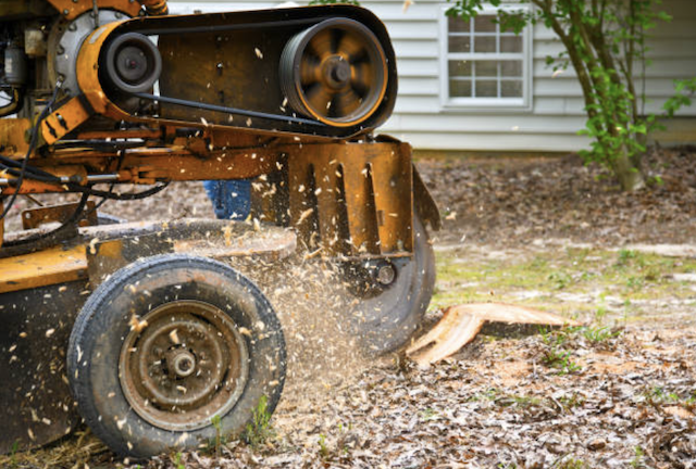 stump grinding pinellas fl