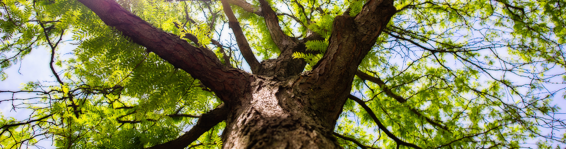 PC Tree Care