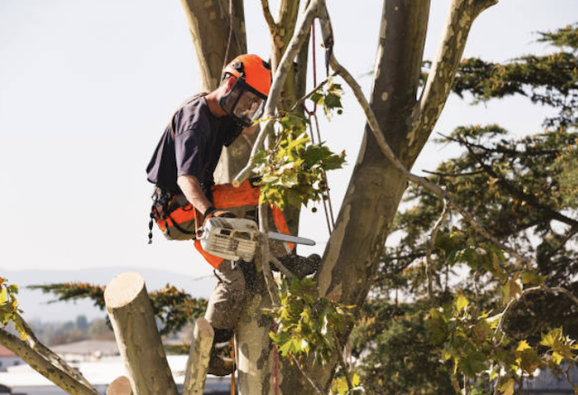 tree removal pinellas