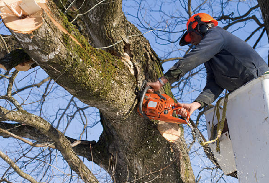 tree trimming pinellas fl